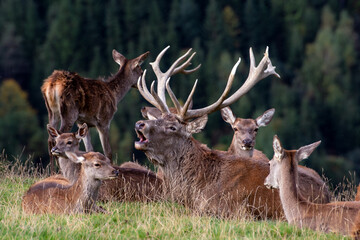 R&ouml;hrender Rothirsch