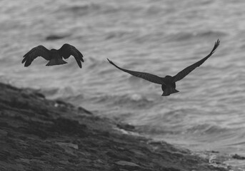 crows in flight 