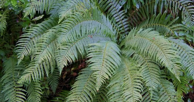 Fern leaves display their detailed, natural pattern. pano
