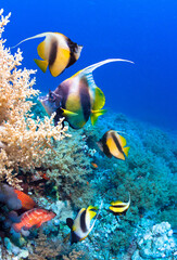 Fototapeta na wymiar Underwater image of coral reef and School of Butterfly Fish. 