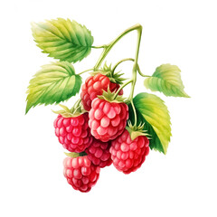 raspberries with leafs, on white background, watercolor illustration