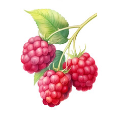 raspberries with leafs, on white background, watercolor illustration