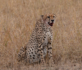 Two cheetahs devoured a Topi Kill. Covered in Blood.