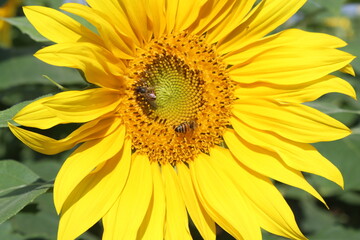 Obraz premium sunflower in the garden