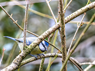 Die versteckte Blaumeise