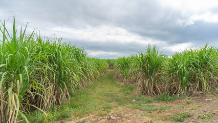 Occupation of farmers By asking what kind of corn and sugarcane fields to harvest. The farm area is large, the plants have tall stems and the planting is organized in proportion. 