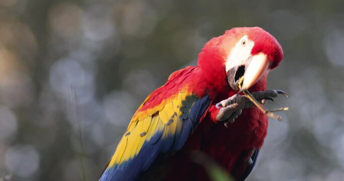The scarlet macaw (Ara macao), a large red tropical parrot.