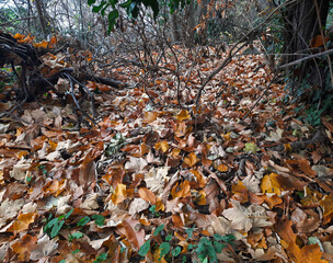 scenic carpet of autumn leaves on the ground in the woods