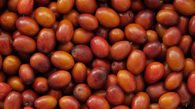 Ripe Ziziphus jujuba fruits with leaves. Chinese date fruits background rotating. Unabi common or Yuyuba Chinese - exotic fruits of jujube tree, closeup, slow motion, flat lay