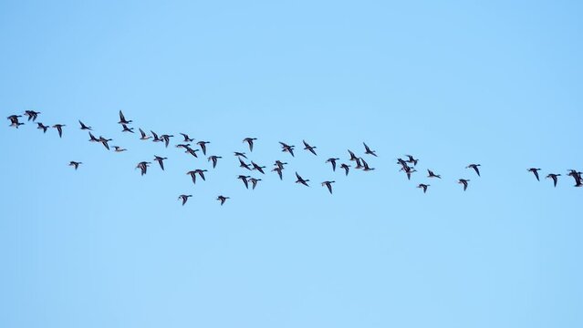 Flock of mallard ducks flying though the sky on sunny day as they migrate during the winter.