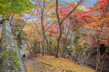 autumn leaves in Japan