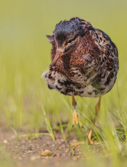 Ruff - male bird at a wetland on the mating season in spring