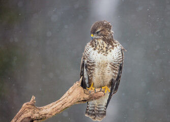 Common Buzzard in winter at a wet forest