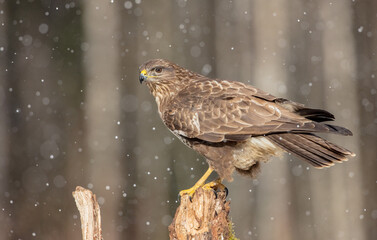 Common Buzzard in winter at a wet forest