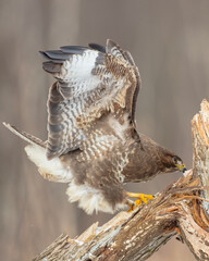 Common Buzzard in winter at a wet forest