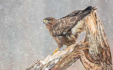 Common Buzzard in winter at a wet forest