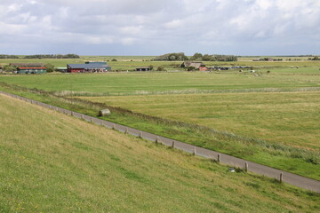 landscape with cows in nord Germany