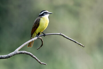 beautiful great kiskadee bird sitting on tree in Costa Rica travel green background clean 