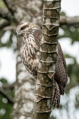 juvenile great black hawk beautiful bird of prey close-up portrait in Costa Rica