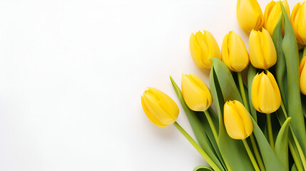 yellow tulips on a white