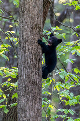 Black bear cub mouth open climbing up tree trunk © dfriend150