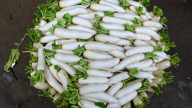 Organic long white radishes arranged in bamboo baskets are kept for sale.