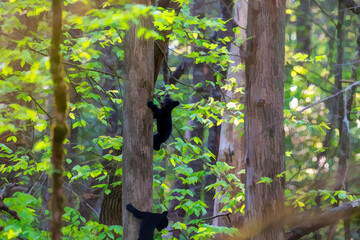 Black bear cubs climbing in the trees playing .......paintography © dfriend150