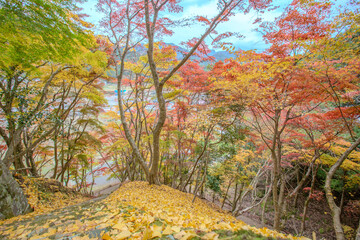 autumn leaves in Japan