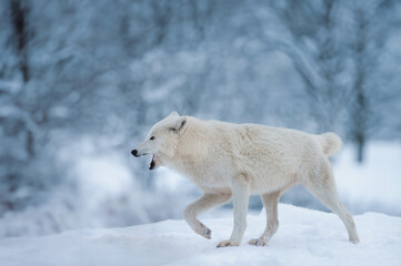 white wolf walks through the winter forest