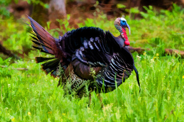 Wild turkey gobbler in a fiield showing off his wattle    paintography