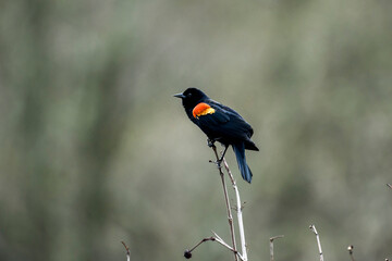 Red winged blackbird sitting on stem looking for competitors