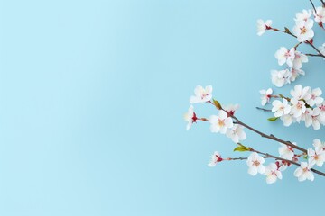 Blossom branch on blue background