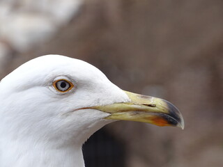 Portrait of a seagull