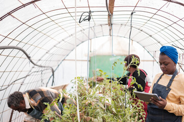 Group of people taking care of vegetables and proper greenhouse conditions