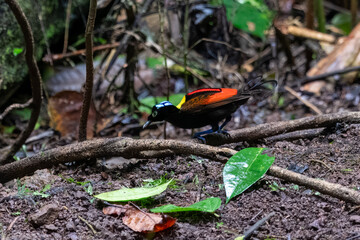 Wilson's bird-of-paradise or Diphyllodes respublica seen in Waigeo in West Papua