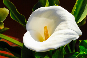 calla lily flower, Zantedeschia aethiopica, commonly known as calla lily, close up view