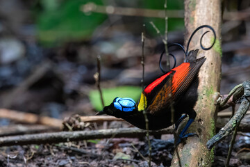 Wilson's bird-of-paradise or Diphyllodes respublica seen in Waigeo in West Papua