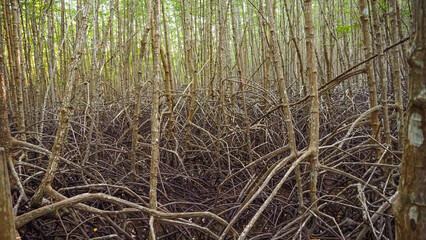 Roots of Tropical Mangroves. Mangrove tree roots in water. Mangrove tree roots growing in water, mangrove forest.