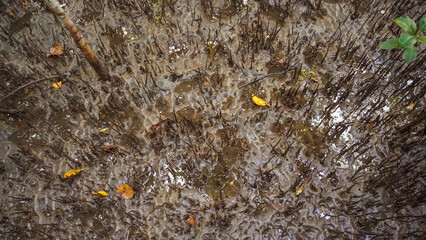 Roots of Tropical Mangroves. Mangrove tree roots in water. Mangrove tree roots growing in water, mangrove forest.
