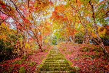 Fototapeta na wymiar autumn leaves in Japan