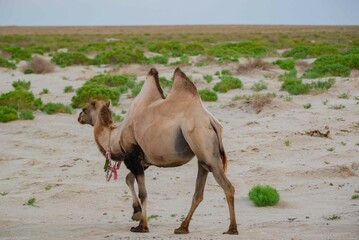 One camel walks through the desert in Kazakhstan