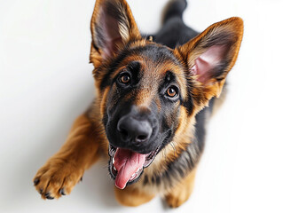 follia pura della giovane età, cane cucciolo pastore tedesco visto in posa dall'alto , che gioca e sembra felice e giocoso , sfondo bianco del pavimento, concetto di movimento e azione