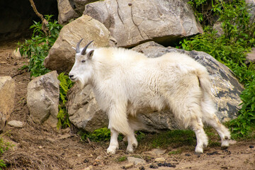 A Rocky Mountain Goat.