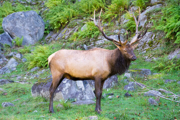 A male Elk.