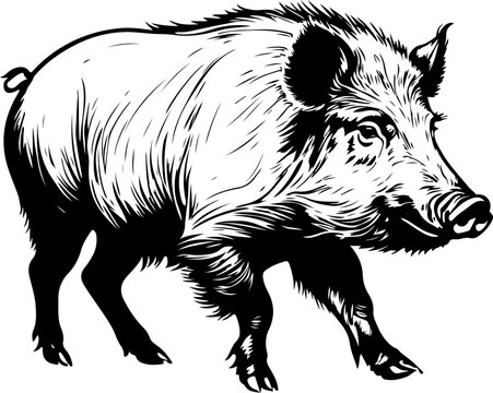 Boar SVG Bundle, Wild Boar SVG, Wild Boar PNG, Wild Boar Cricut, Zoo Animal Svg, Boar Laser Cut, Animal Svg, Boar Clipart, Wild Pig Svg