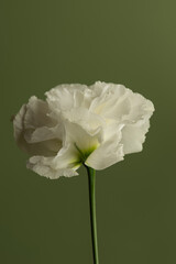 Macro of a white eustoma flower