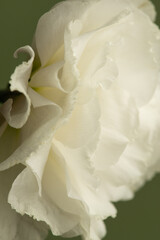 Macro of a white eustoma flower