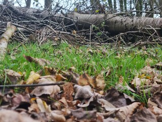 Felled tree left to rot