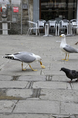 Herring gull in the urban situation, in the city, consuming human-provided fried squid - A snapshot...