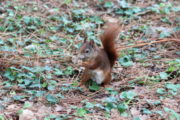 Naklejka na ściany i meble Red squirrel in park consuming human-provided little donut - A snapshot of ecological disruption and the wrong practice of human-induced wildlife nutrition, unveiling the bad ecological consequences.